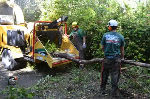 tree services Oakwood Hills